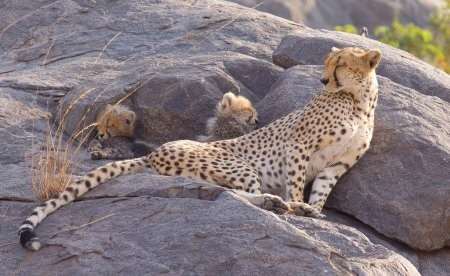 3 days Tanzania private safari to Serengeti & Ngorongoro Crater
