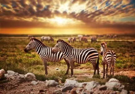 Tailor-Made Holidays Serengeti
