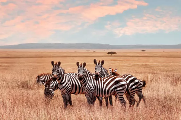 A 2-Day Tanzania Private Safari Package to Tarangire & Ngorongoro