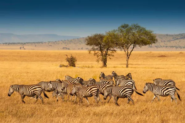 5-Day Tanzania Group Joining Safari Tour Package
