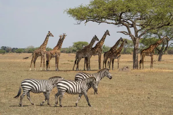 3-Day Tanzania Private Safari Package