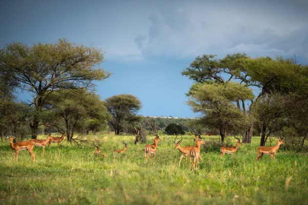 1-Day Tanzania Private Safari Package to Ngorongoro Crater