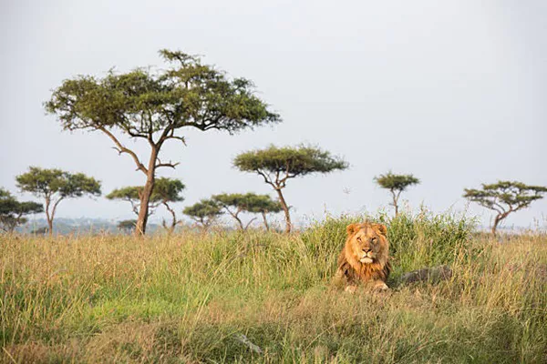1-Day Tanzania Group Joining Safari Tour Package
