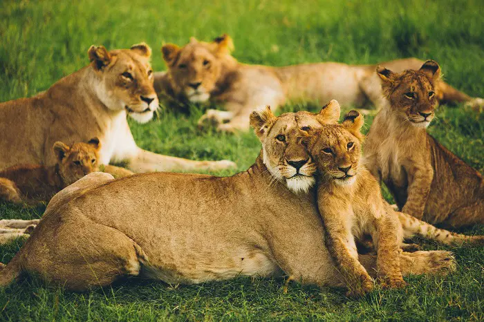Lions rests in Ngorongoro during 1 day Tanzania budget safari