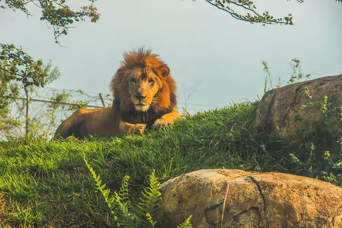 Tanzania luxury safaris tour package: Luxury safari experience