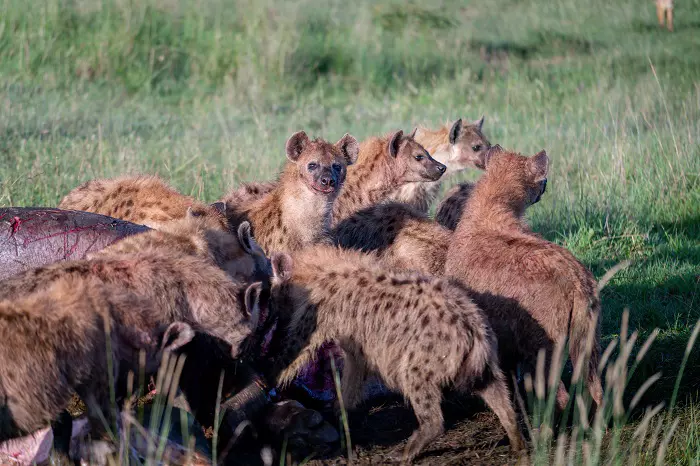 1-day Tanzania private safari tour to visit Ngorongoro Crater