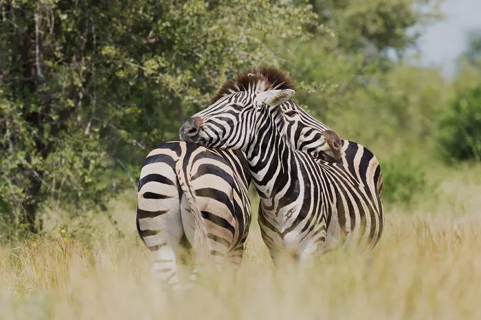 Tanzania camping safari tour packages: Get close to nature