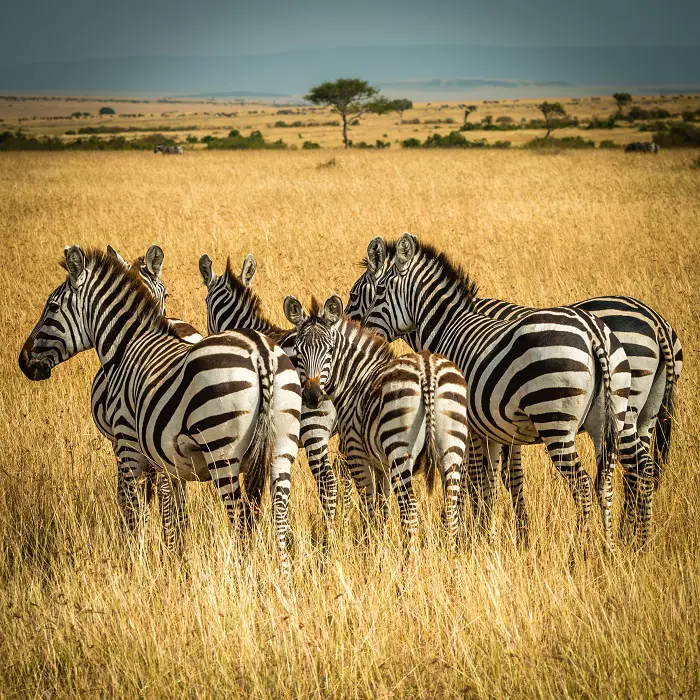 3 days Tanzania luxury safari package to Serengeti & Ngorongoro