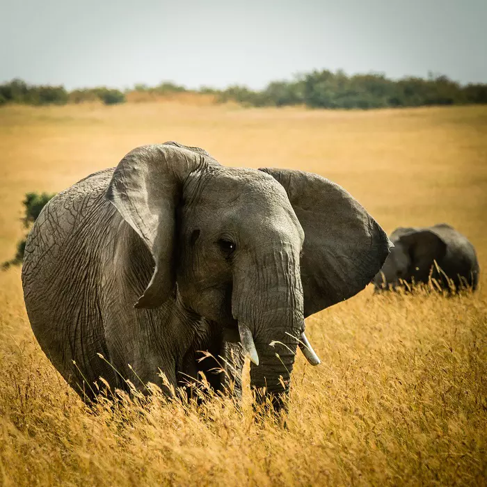 3 days Tanzania sharing safari to Ngorongoro and Serengeti