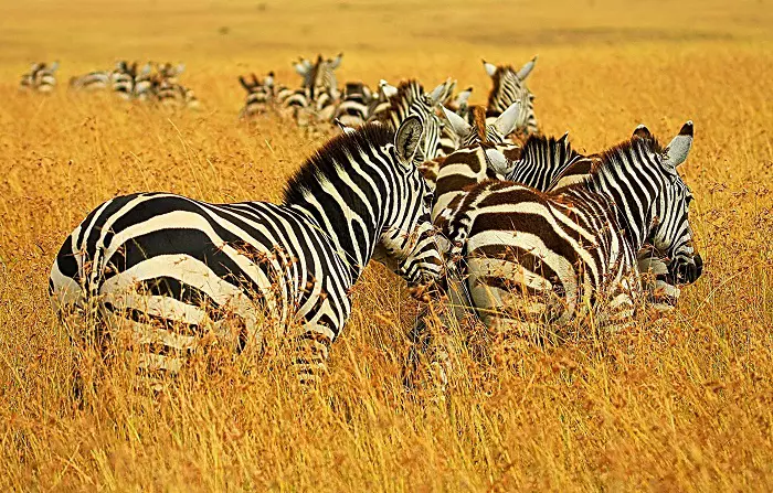 4 days Tanzania budget safari tour package with Serengeti