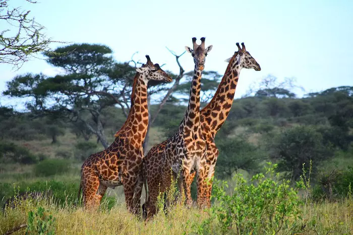 4 days Tanzania group joining safari package with Serengeti
