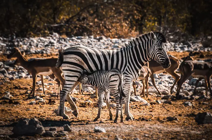 4 days Tanzania luxury safari tour package with Serengeti