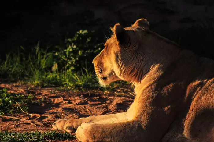 4 days Tanzania private safari tour package with Serengeti