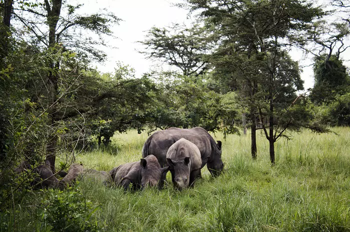 4 days Tanzania sharing safari tour package with Serengeti