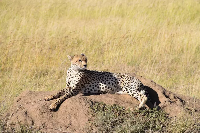 5 days Serengeti safari tour package in Tanzania