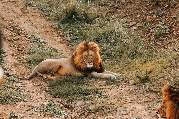 5 days Tanzania private safari tour package with Serengeti