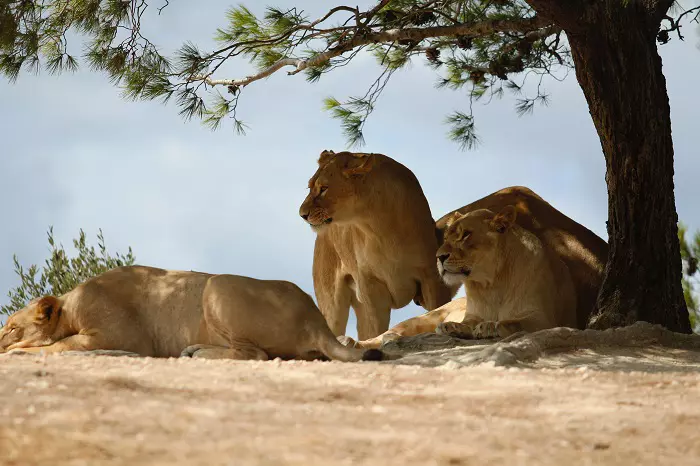 5 days Tanzania sharing safari tour package with Serengeti