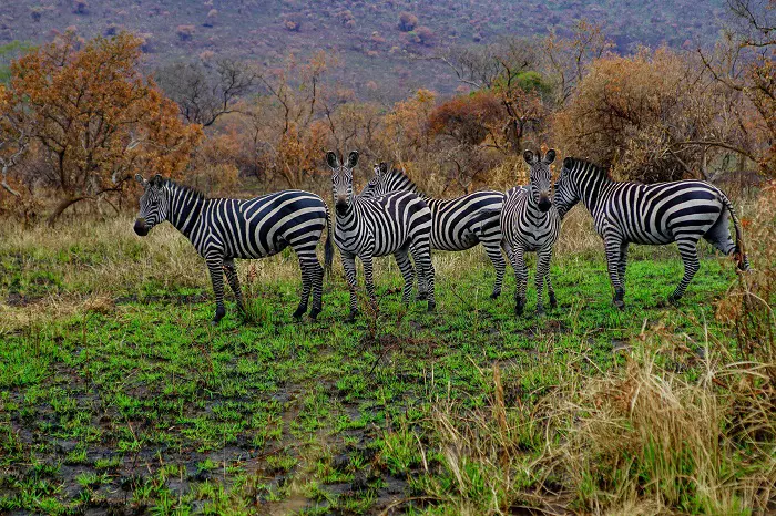 6 days Tanzania camping safari package with Serengeti