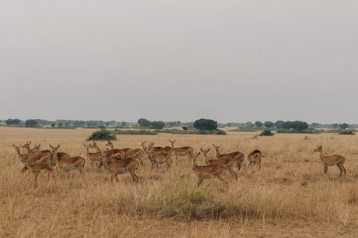6 days Tanzania group joining safari package with Serengeti