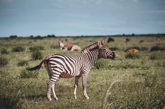 7 days Tanzania budget safari tour package: One week safari