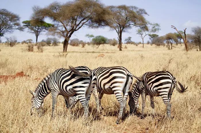 7 days Tanzania group joining safari package with Serengeti