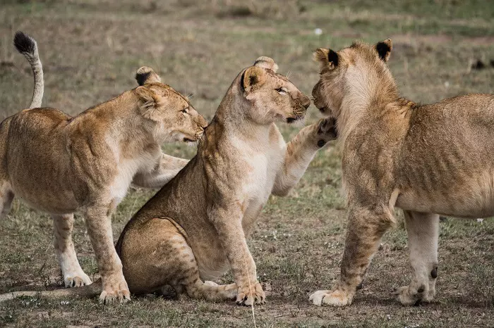 7 days Tanzania private safari tour package with Serengeti