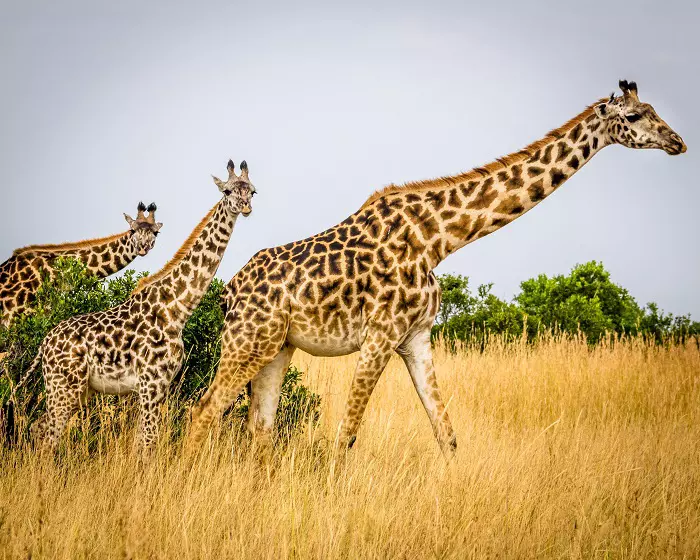 7 days Tanzania sharing safari tour: One-week adventure