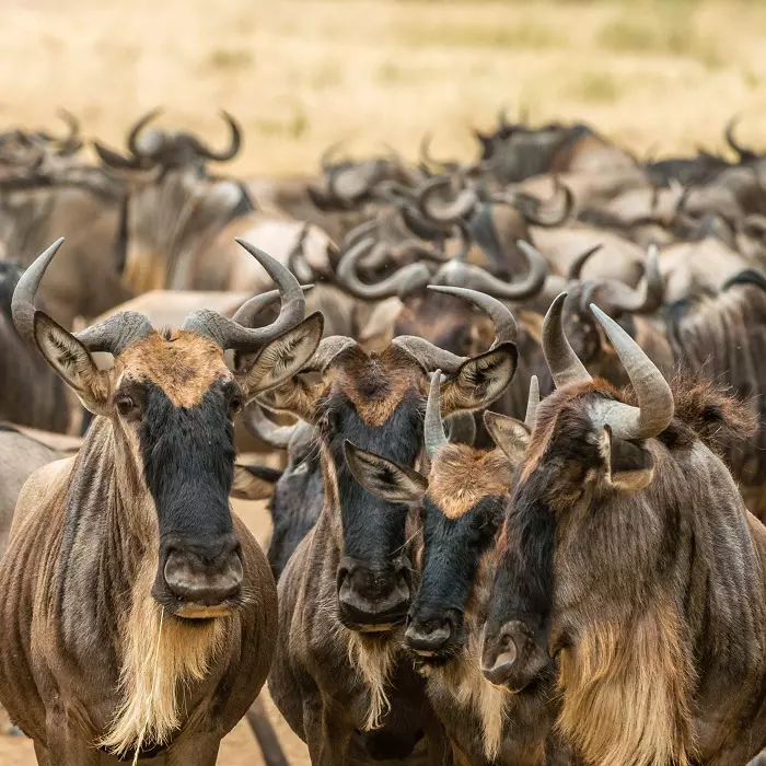 Serengeti Migration Safaris: The Greatest Wildlife Spectacle on Africa