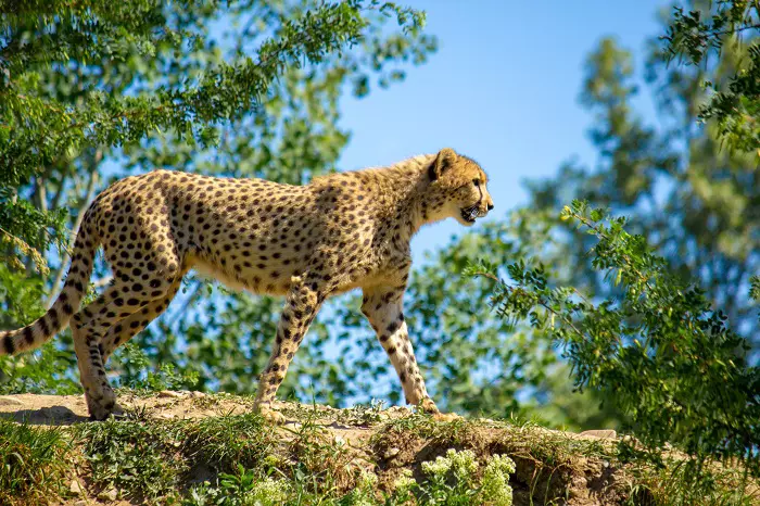 Tourist attractions in Serengeti National Park safari tours
