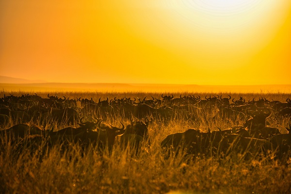 4 days Serengeti safari tour, great wildebeest migration