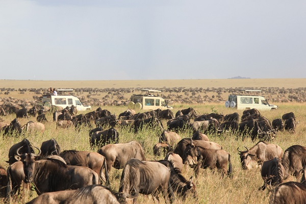 5 days Serengeti safari tour, great wildebeest migration