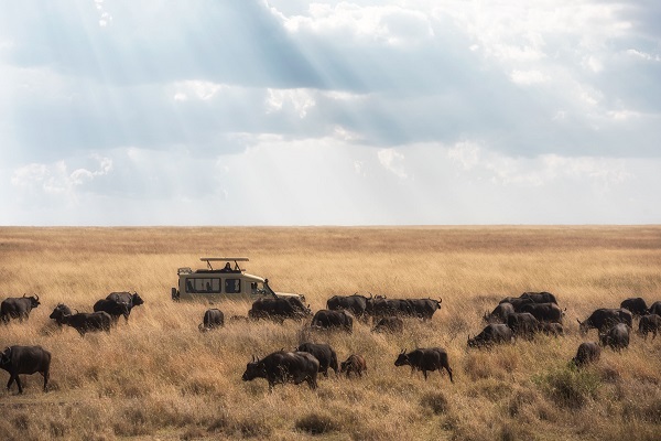 6 days Serengeti safari tour, great wildebeest migration