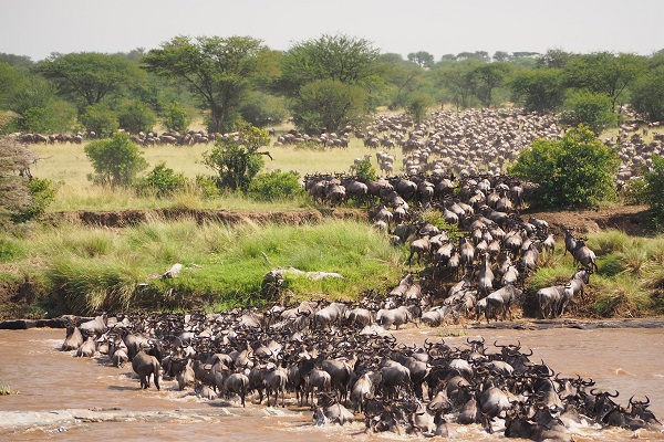 8 days Serengeti safari tour, great wildebeest migration