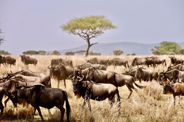 9 days Serengeti safari tour, great wildebeest migration