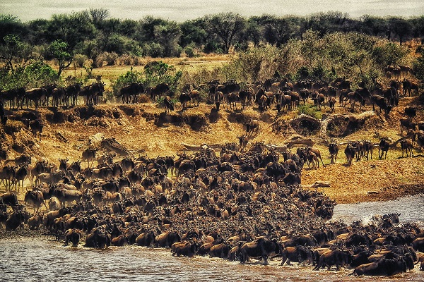 Serengeti Safari tours with great wildebeests Migration packages
