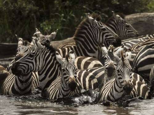 Day Trip Tanzania budget sharing safari to Tarangire Joining tour