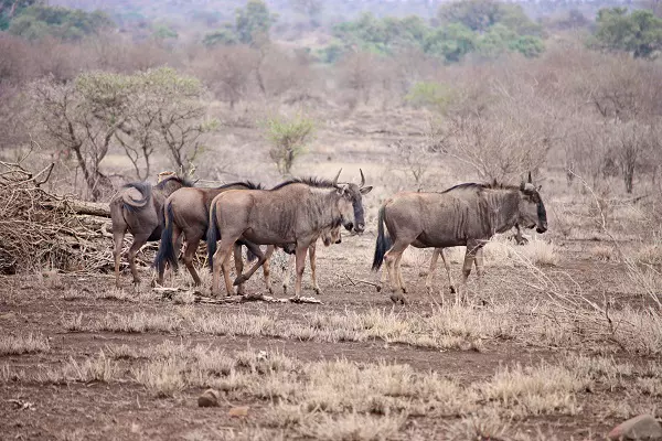 3-Day Serengeti Migration Safari Tour Package