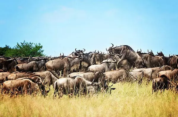 6-Day Serengeti Migration Safari Tour Package