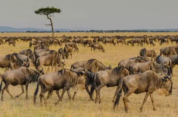 7-Day Serengeti Migration Safari Tour Package
