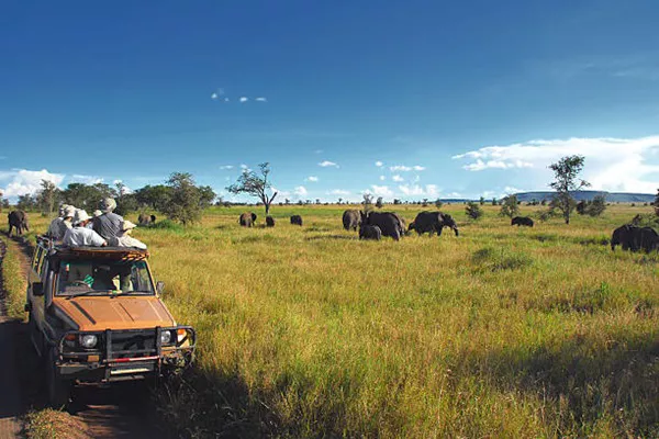 A 1-Day Tanzania Safari Package to Tarangire National Park