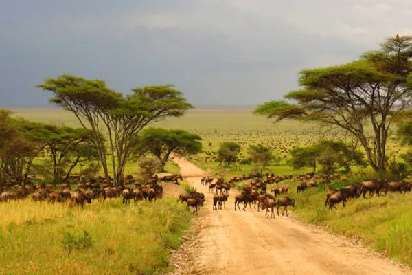 5-Day Tanzania Safari Tour Package