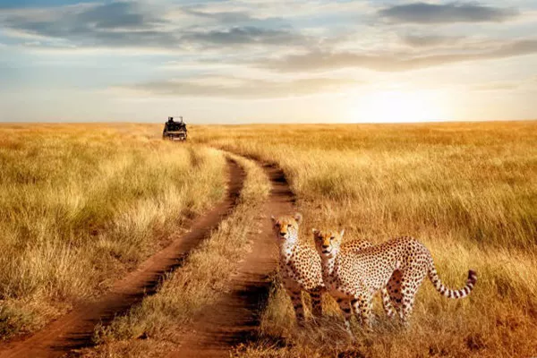 6-Day Tanzania Sharing Safari Tour Package