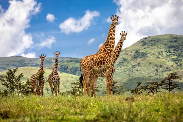 3-Day Tanzania Sharing Safari Tour Package