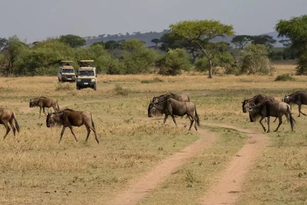 5-Day Tanzania Sharing Safari Tour Package