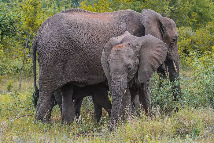 1 day Tanzania luxury safari tour to Tarangire National Park