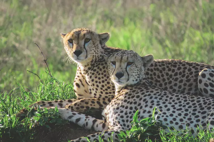 1 day Tanzania safari tour package to visit Lake Manyara