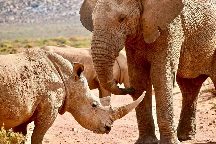 1 day Tanzania safari tour package to visit Ngorongoro Crater