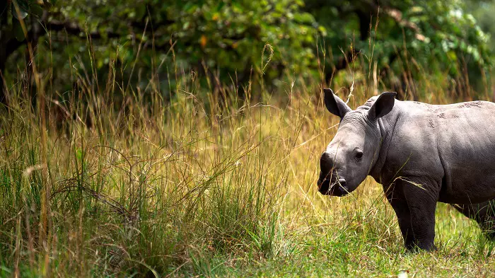 2 days Tanzania safari package to Lake Manyara and Ngorongoro