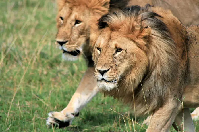 5 days Tanzania luxury safari tour package