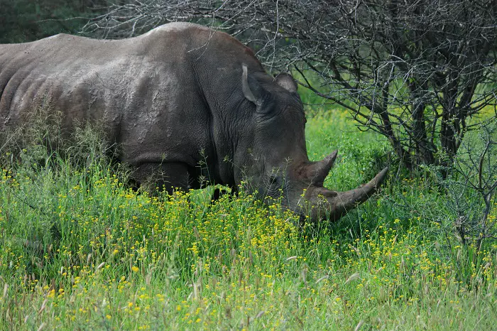 6 days Tanzania sharing safari tour package with Serengeti